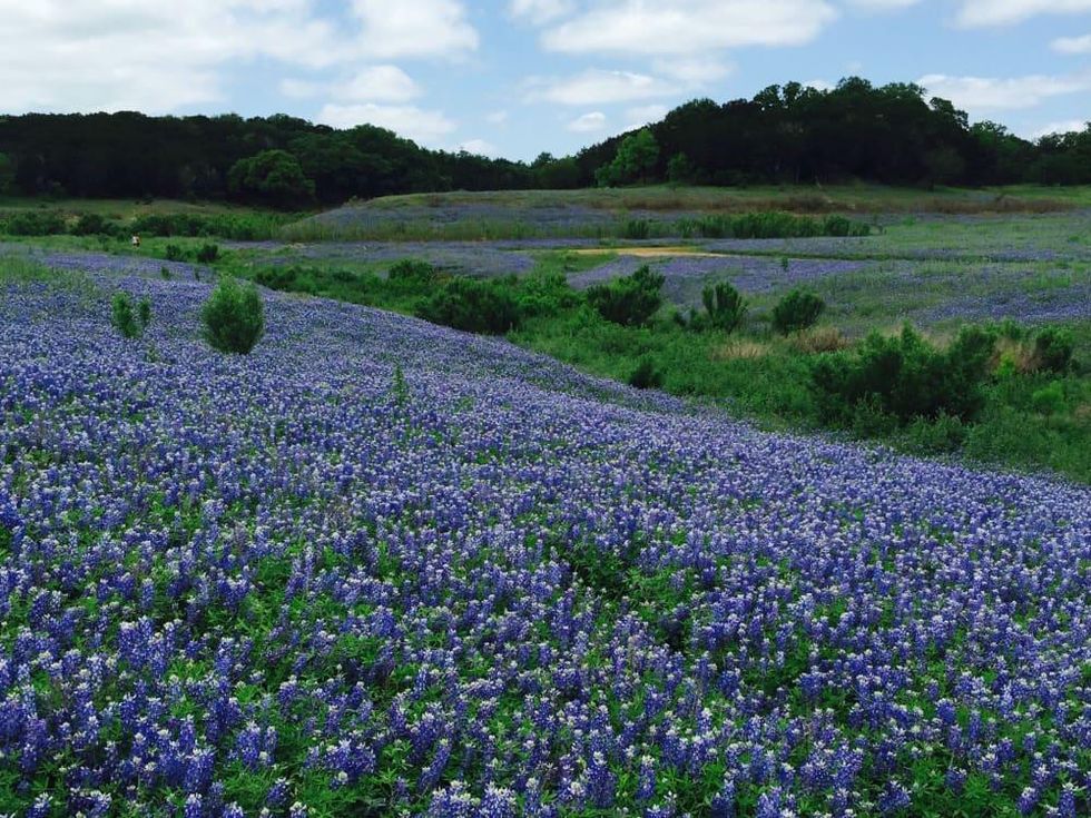 The best places for wildflower sightings in Austin and beyond