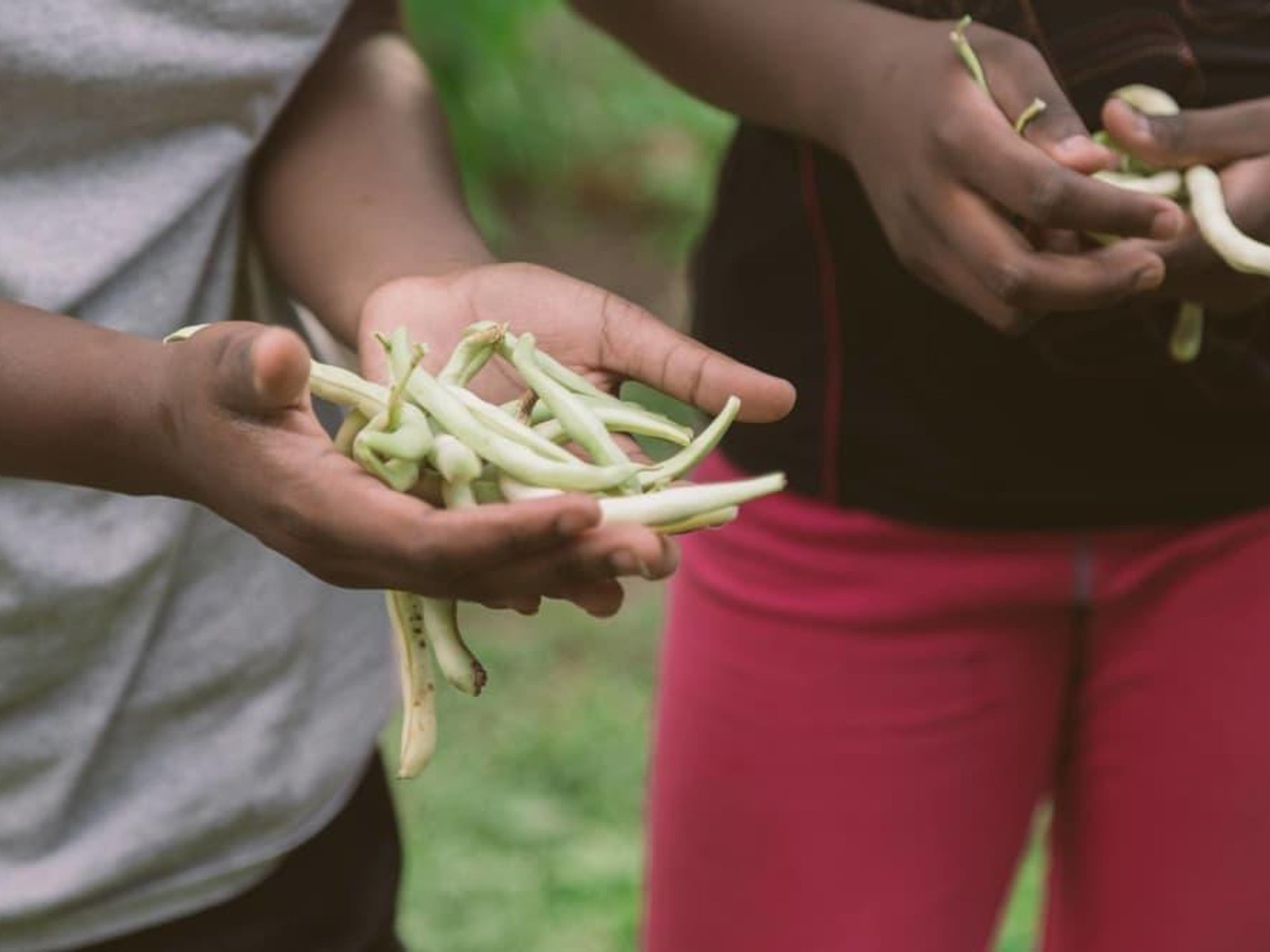 Multicultural Refugee Coalition