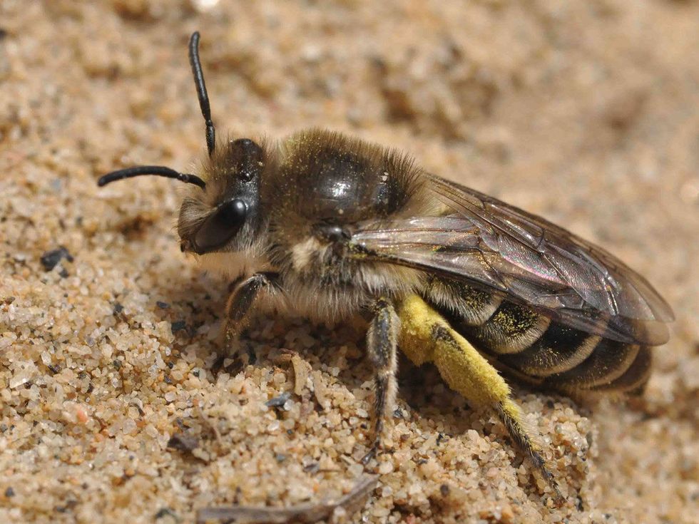 Native North AMerican bee