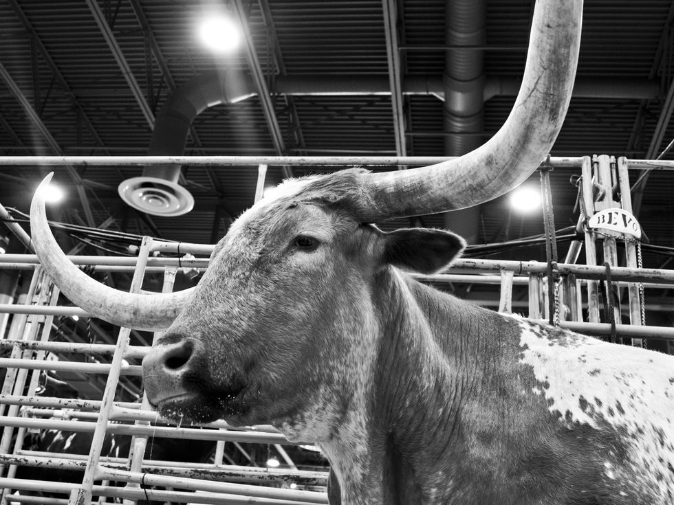 News_003_Go Tejano Day_Bevo