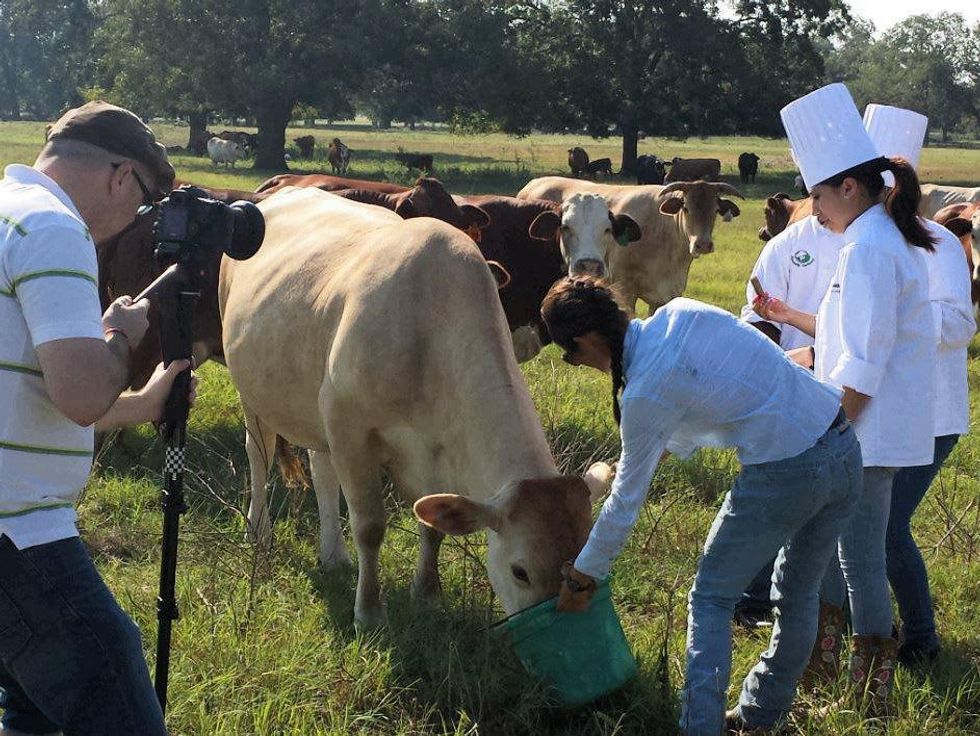 News_Beef_Field_Cindy_Oct_2013