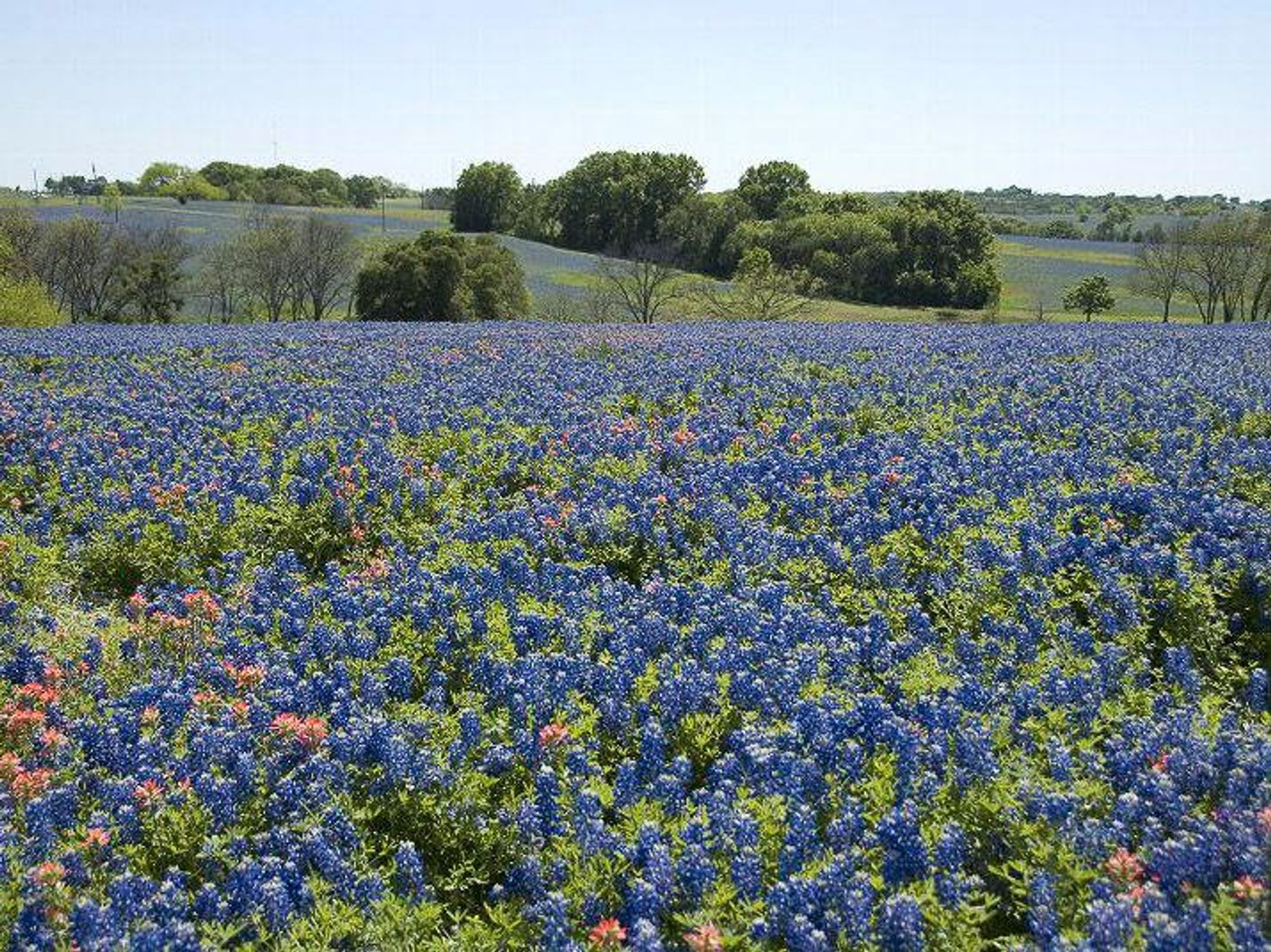 News_Bluebonnet_field_rolling_hills