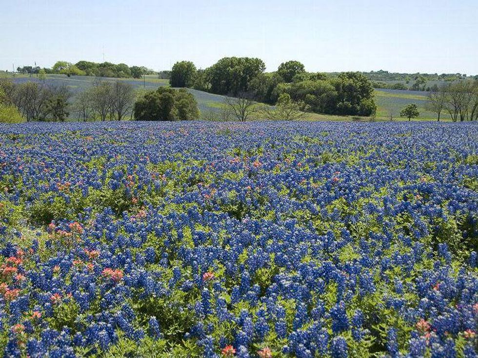 News_Bluebonnet_field_rolling_hills