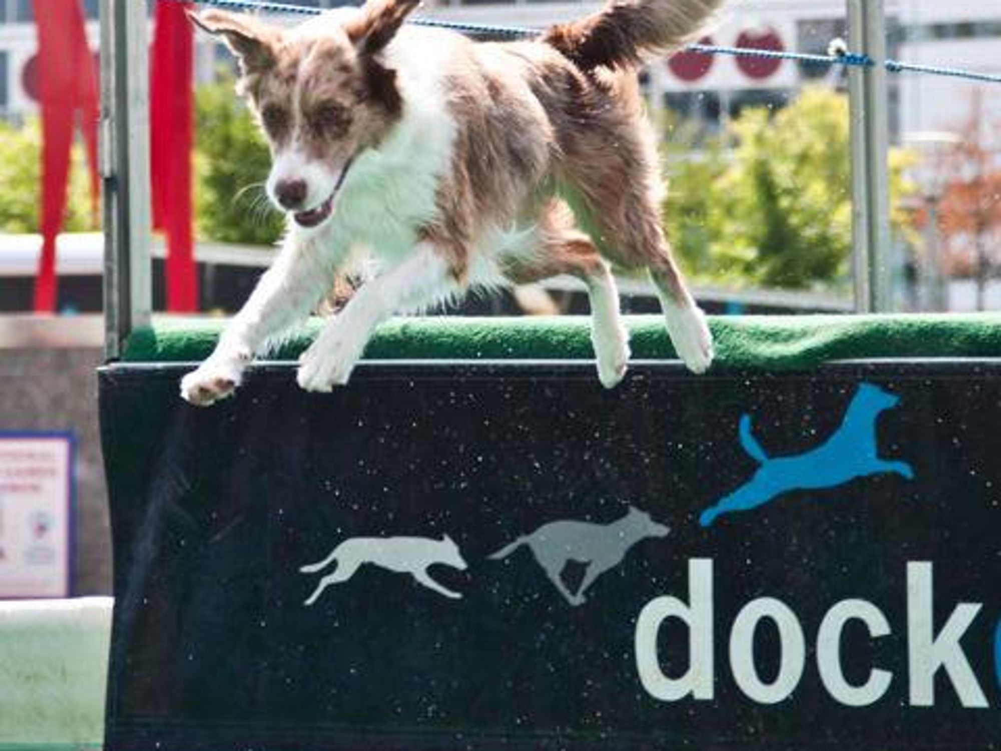 News_Caroline_Dock Dogs