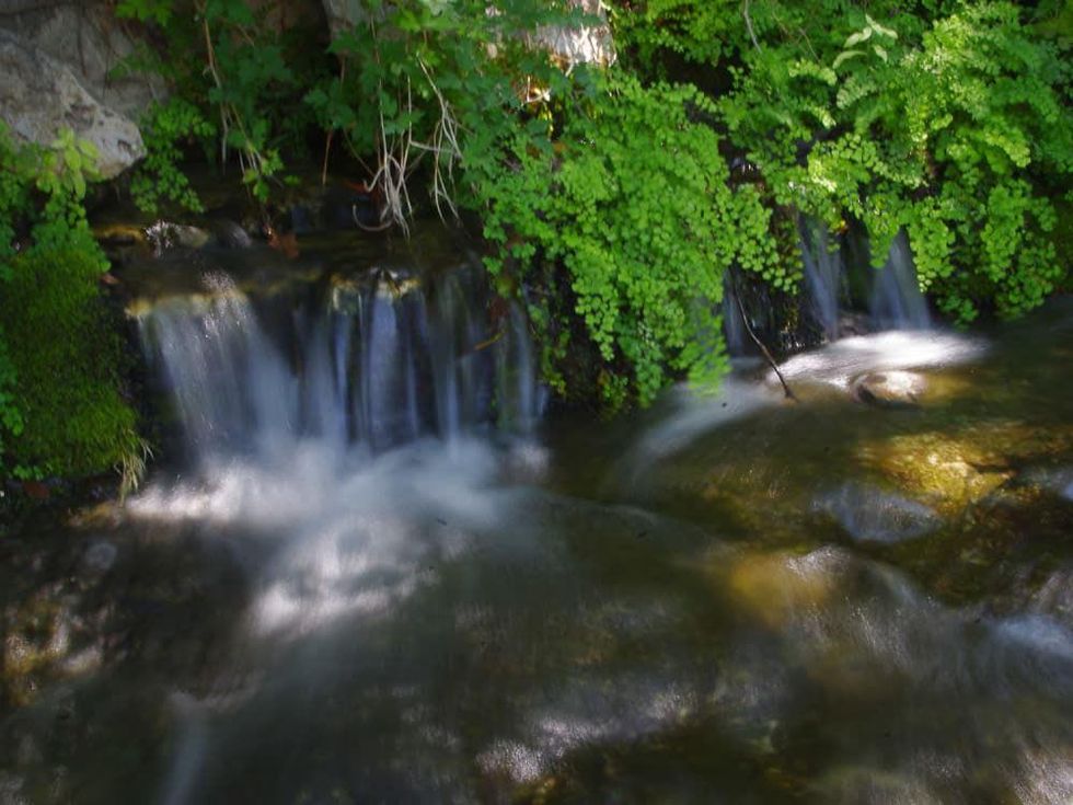 News_Devil's River State Natural Area_Ferns
