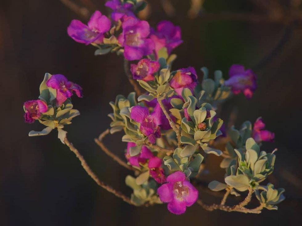 News_Devil's River State Natural Area_Flowers