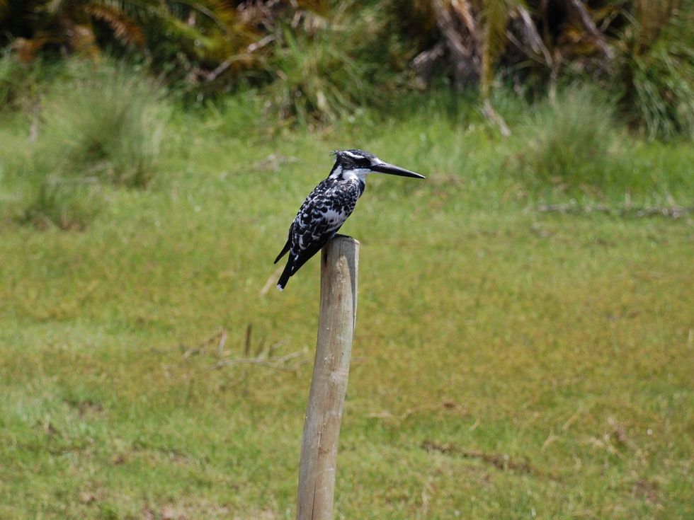 News_Lauren Levicki_Africa_botswana is known for its birds - King Fisher