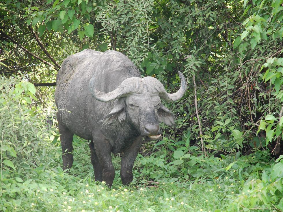 News_Lauren Levicki_Africa_Cape Buffalo