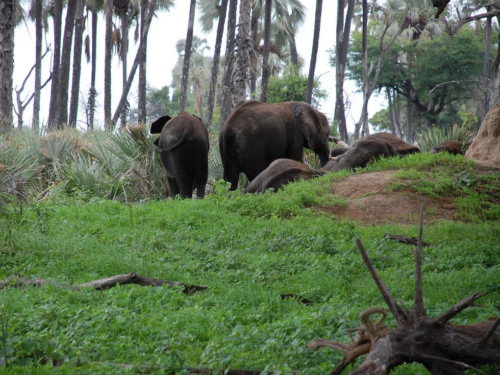 News_Lauren Levicki_Africa_Elephants Sleeping