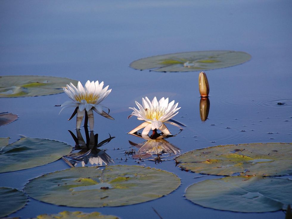News_Lauren Levicki_Africa_Lily pads everywhere! They made pretty necklaces