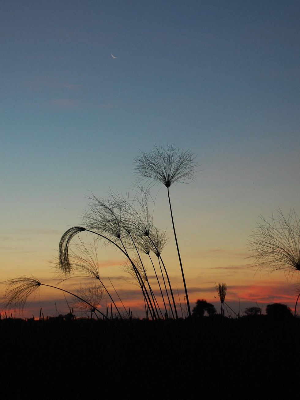 News_Lauren Levicki_Africa_papyrus in the african sky with a sliver of the moon
