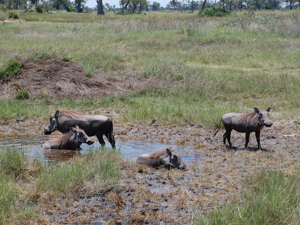 News_Lauren Levicki_Africa_warthog and her babies