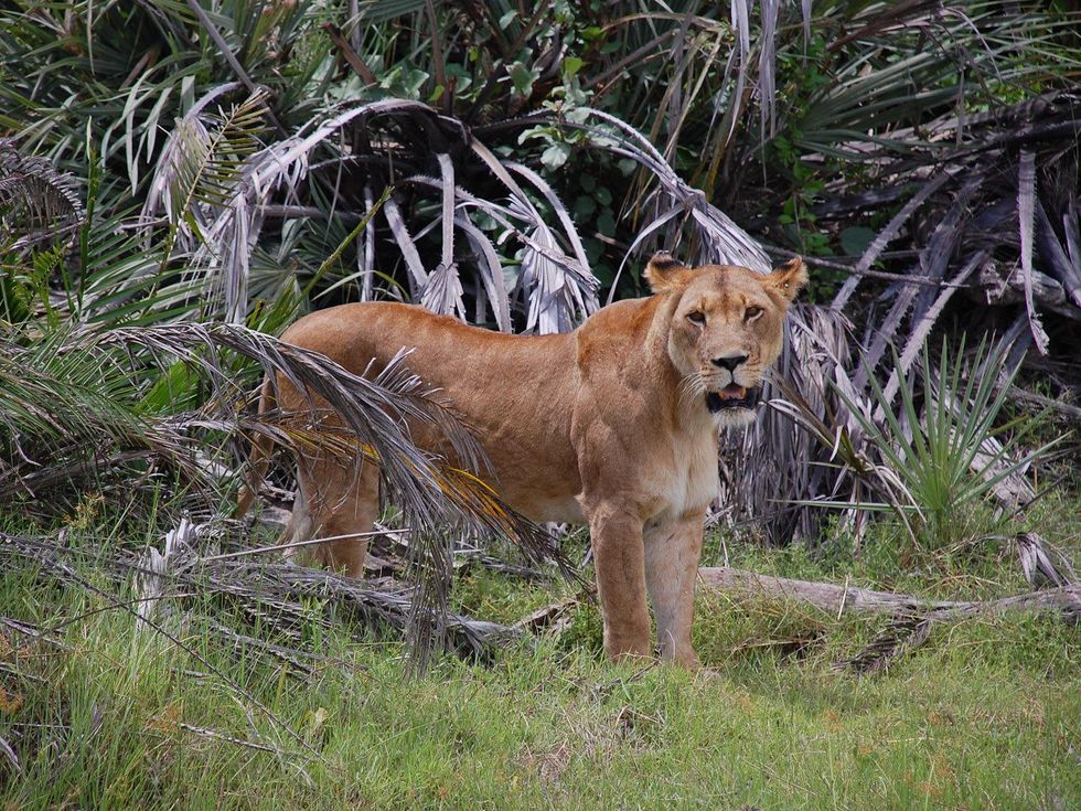 News_Lauren Levicki_Africa_we found her! the last animal we saw in Botswana