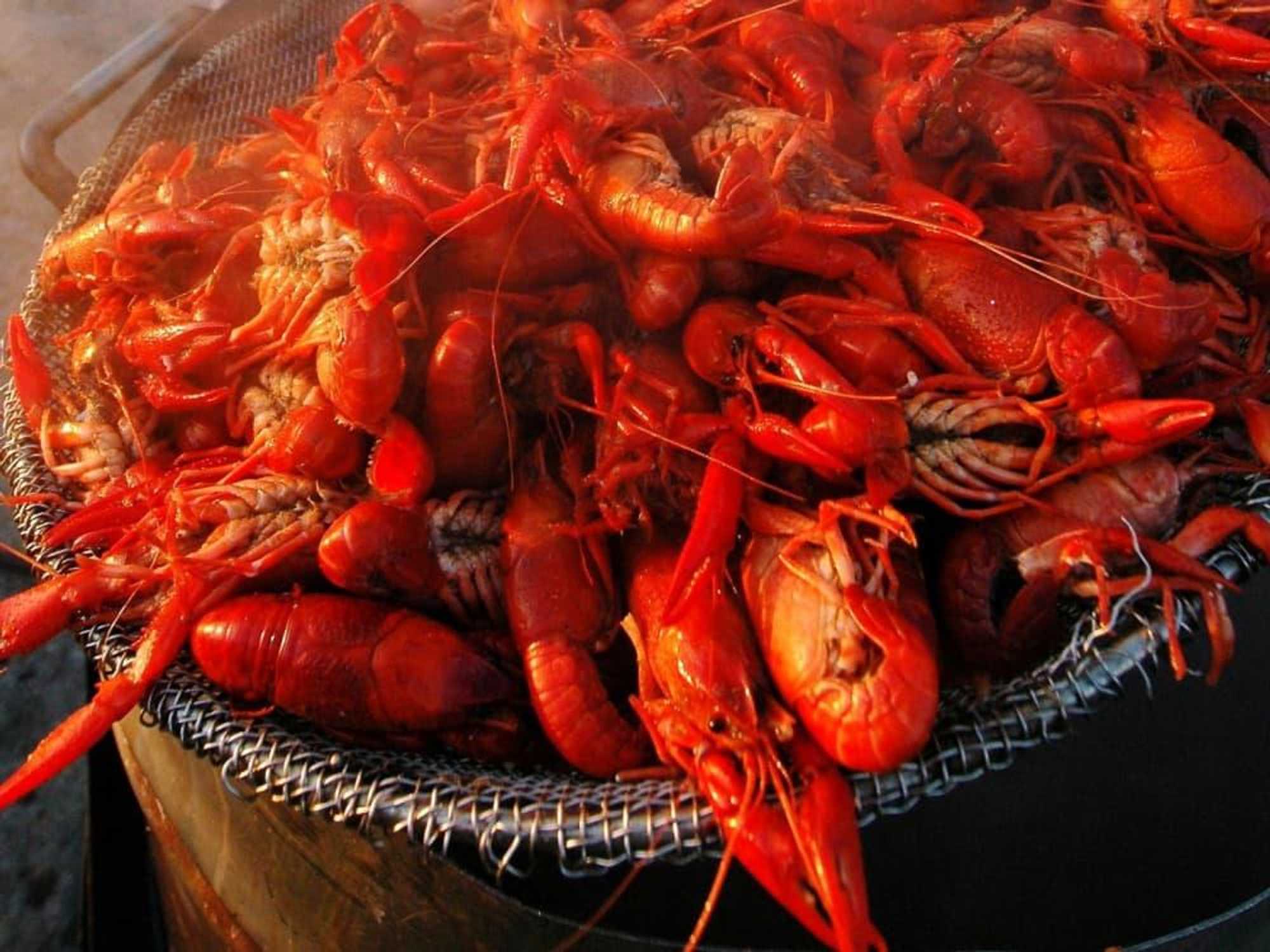 News_Marene Gustin_crawfish