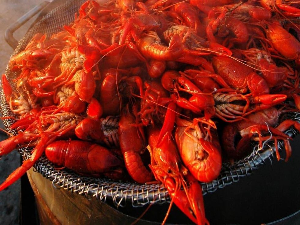 News_Marene Gustin_crawfish