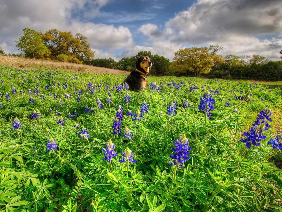 News_wildflowers_bluebonnets_dog_by dj @ oxherder arts