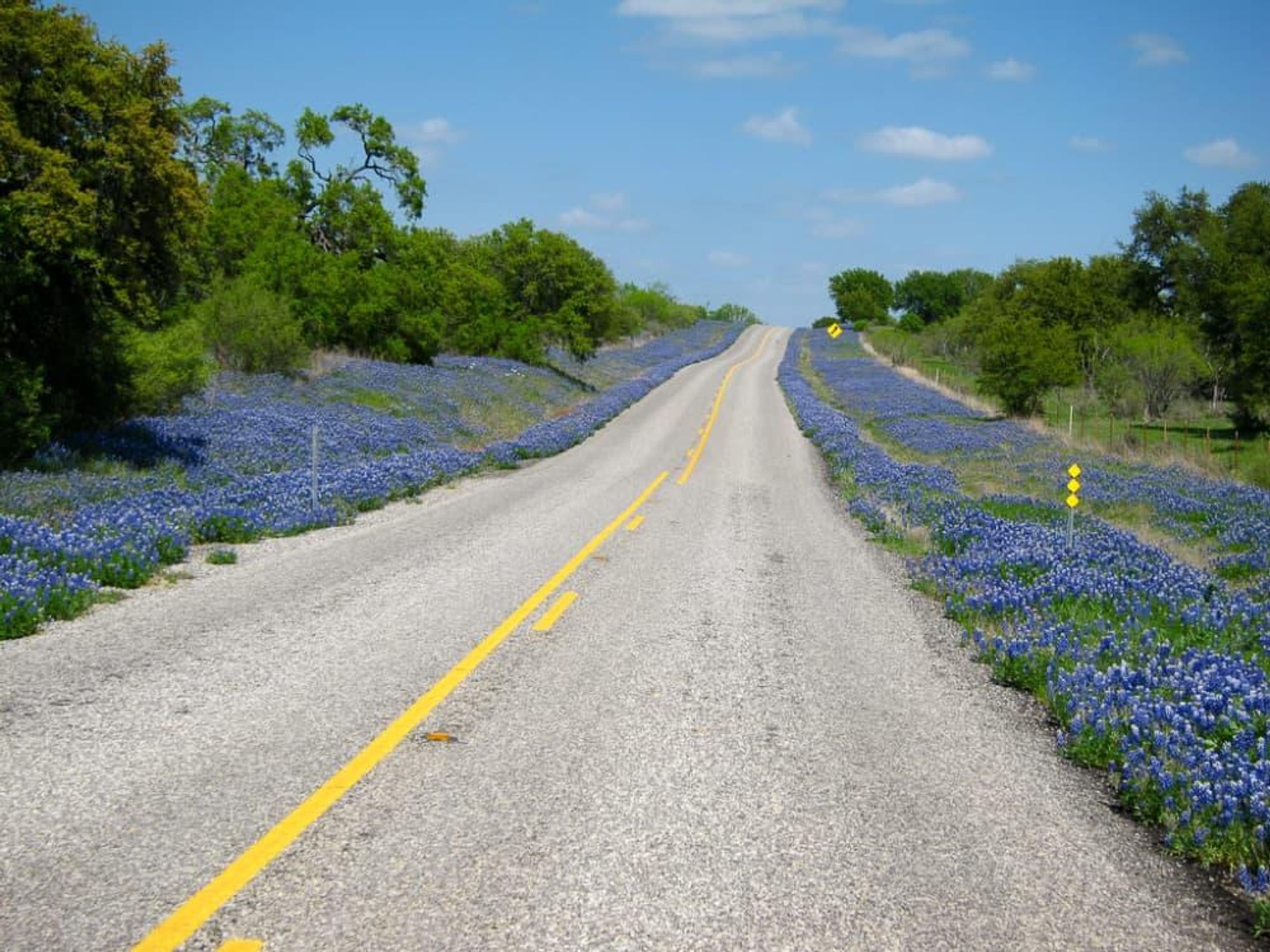 News_wildflowers_bluebonnets_road_by Sassy Frassy Lassie