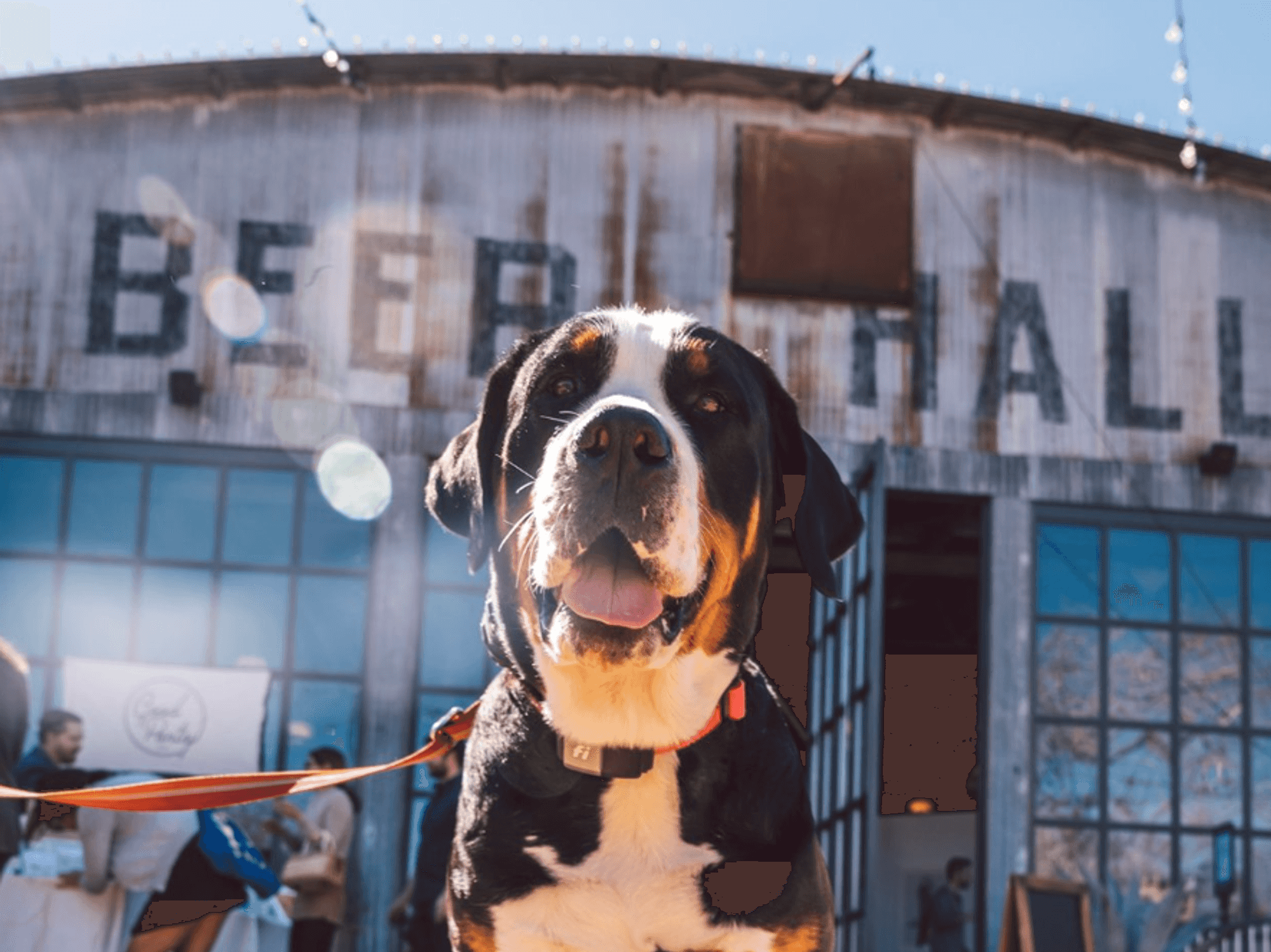 Nuzzl app imagery dog