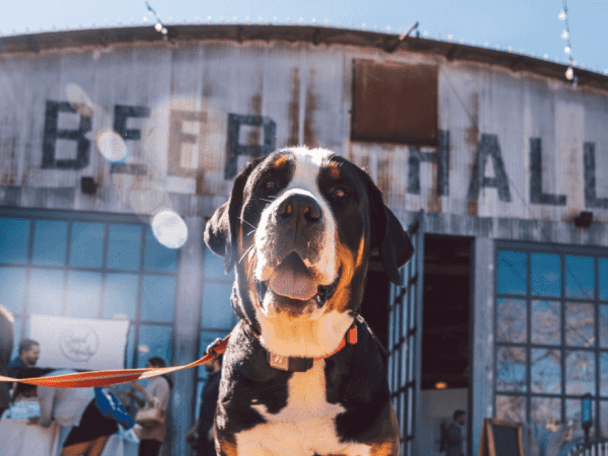 Nuzzl app imagery dog