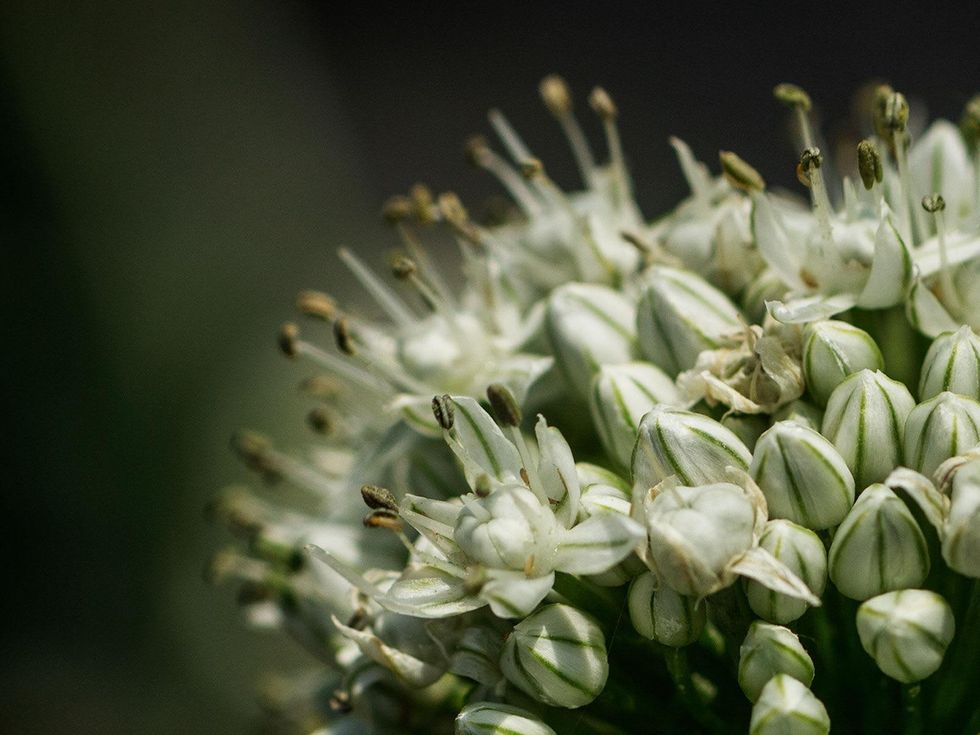 Onion flower on North Texas farm