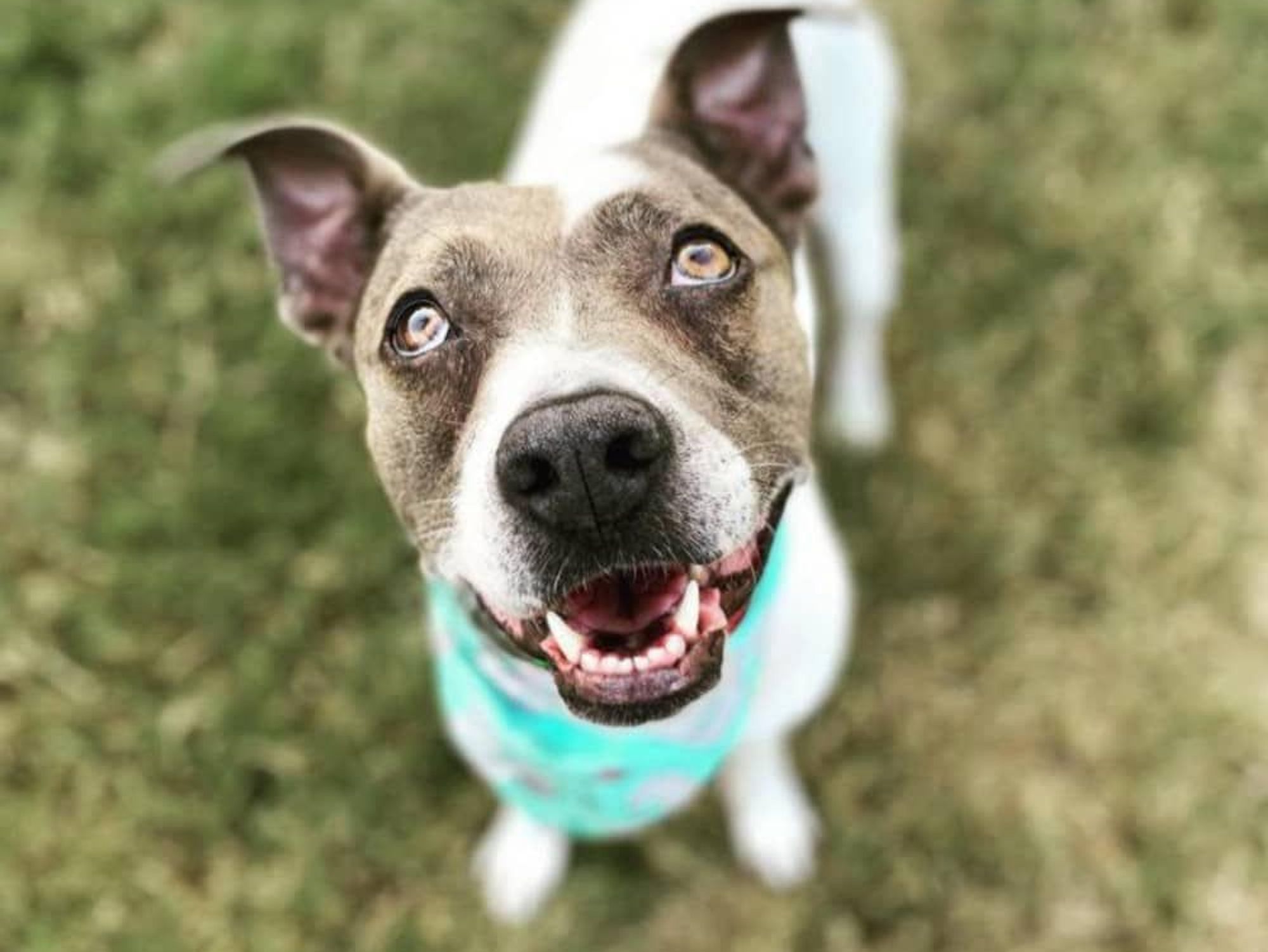 Oprah is full of personality and loves snuggling up with trusted human friends.