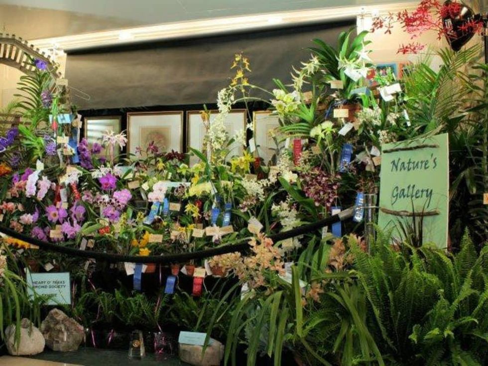 orchids and plants on sale for Orchid Rodeo