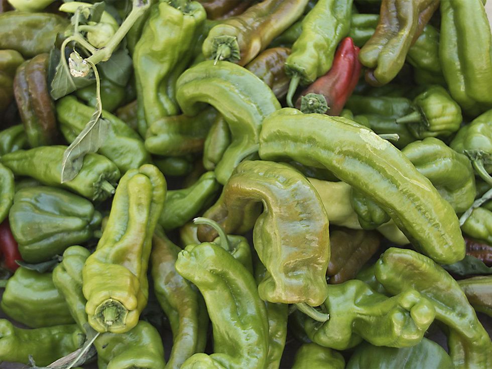 Padron pepper