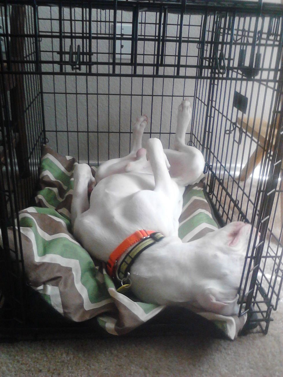 Pajama Sam is up for adoption at APA!