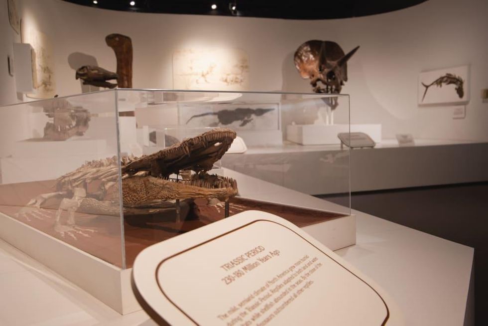 paleontology at Panhandle-Plains Historical Museum