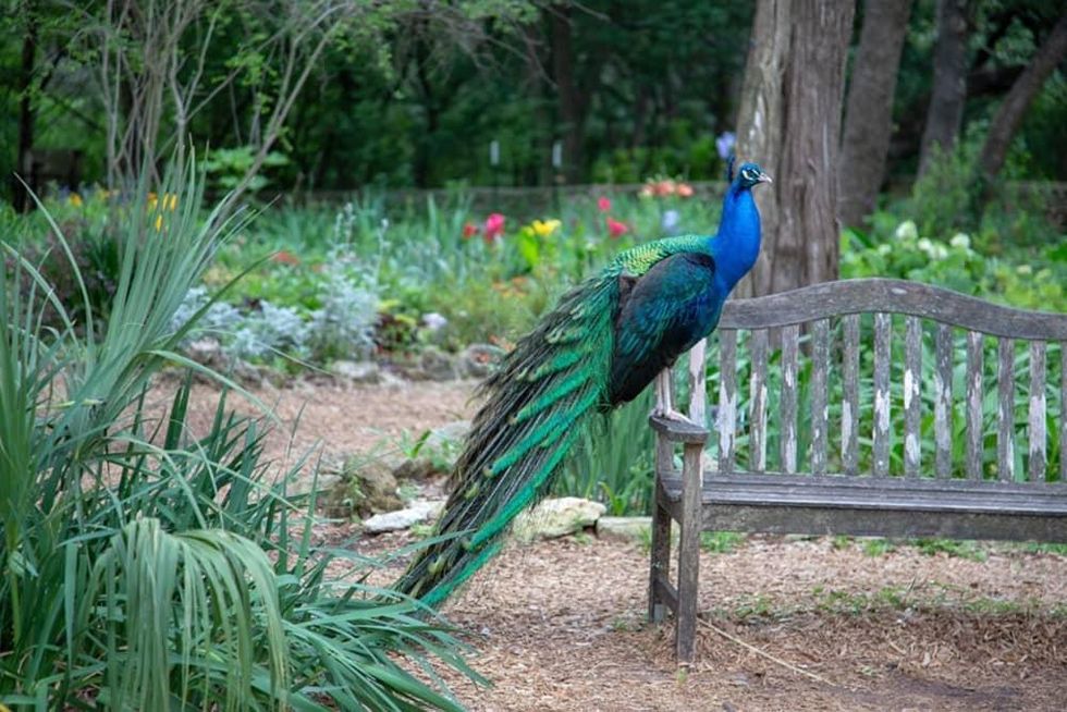 Peacock at Mayfield Park