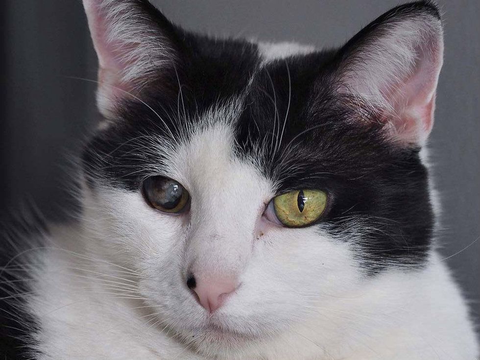 Peanut the cat headshot pet of the week austin pets alive! apa