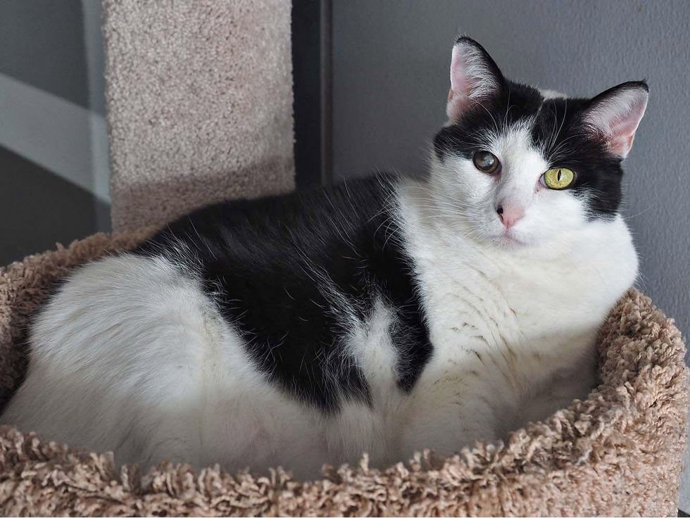 Peanut the cat laying the a basket Pet of the Week Austin Pets Alive!