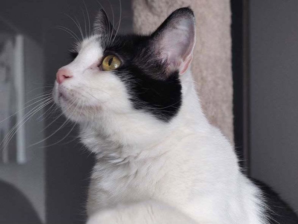 Peanut the cat looking up Pet of the Week Austin Pets Alive! apa