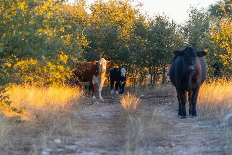 Pecan Ranch cows