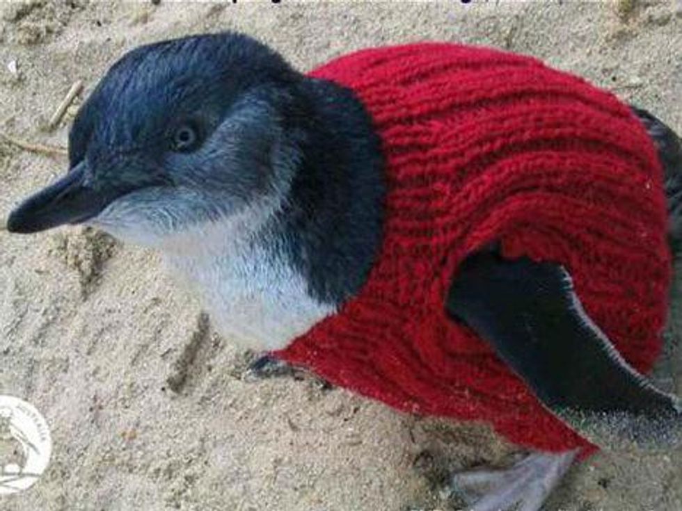 Penguin in a jumper