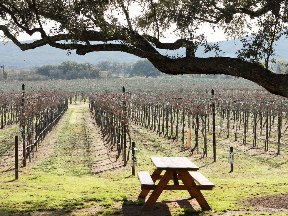 Perissos Vineyard Texas Hill Country