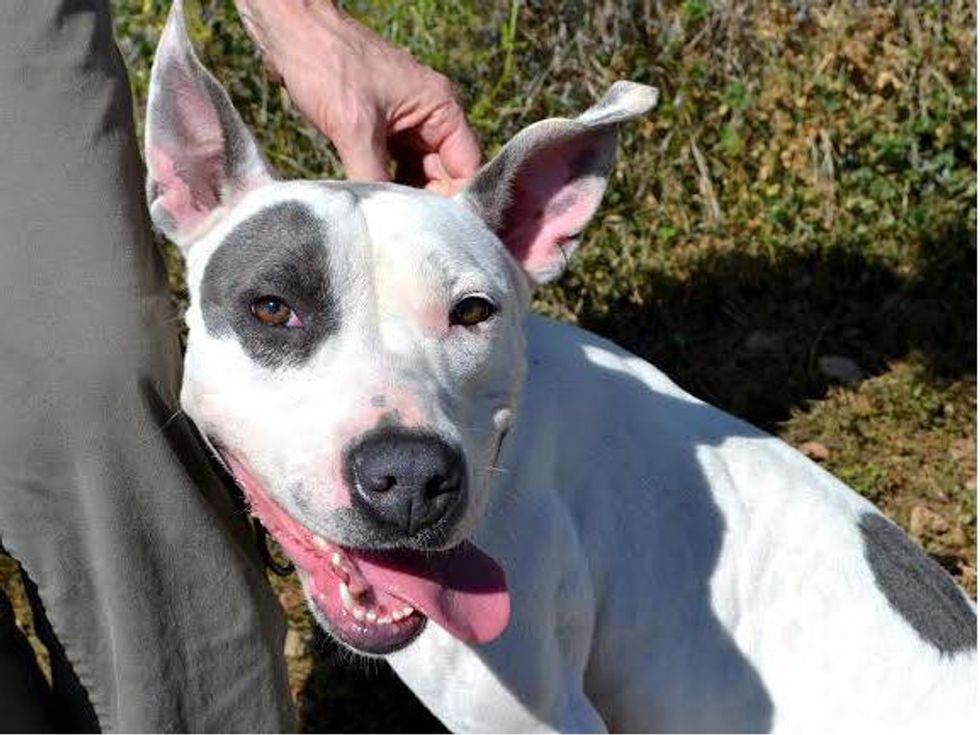 Pet of the Week APA Princess