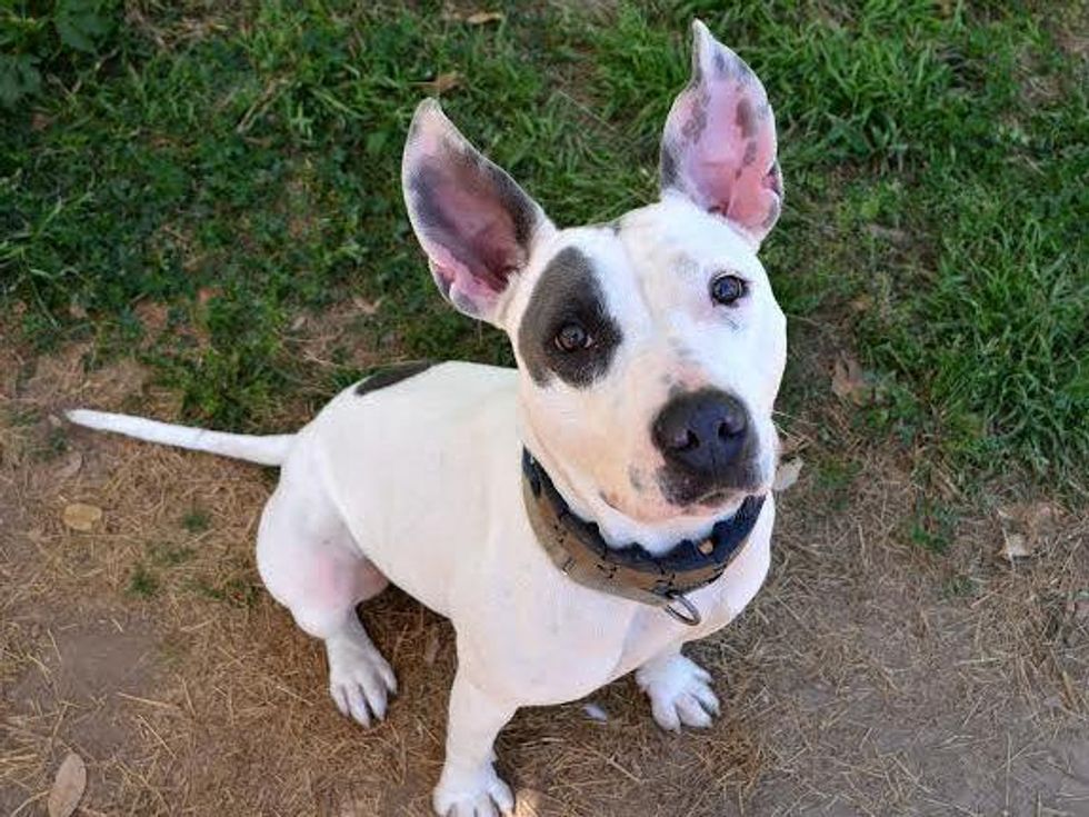 Pet of the Week APA Princess