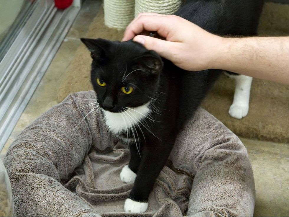 Pet of the Week Fi Fi the cat from austin pets alive getting pet