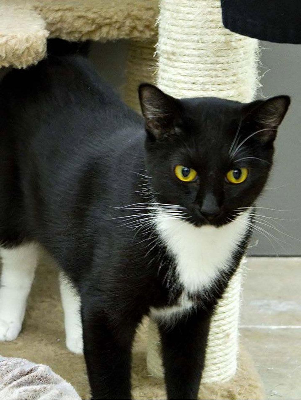 Pet of the Week Fi Fi the cat from Austin Pets Alive walking out of a box