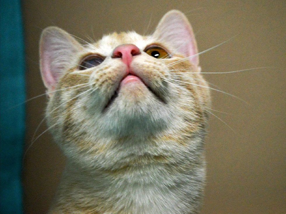 pet of the week from Austin Pets Alive! Van Halen cat looking up