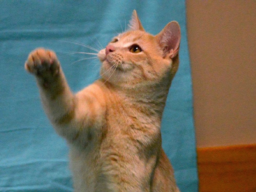 pet of the week from Austin Pets Alive! Van Halen cat playing