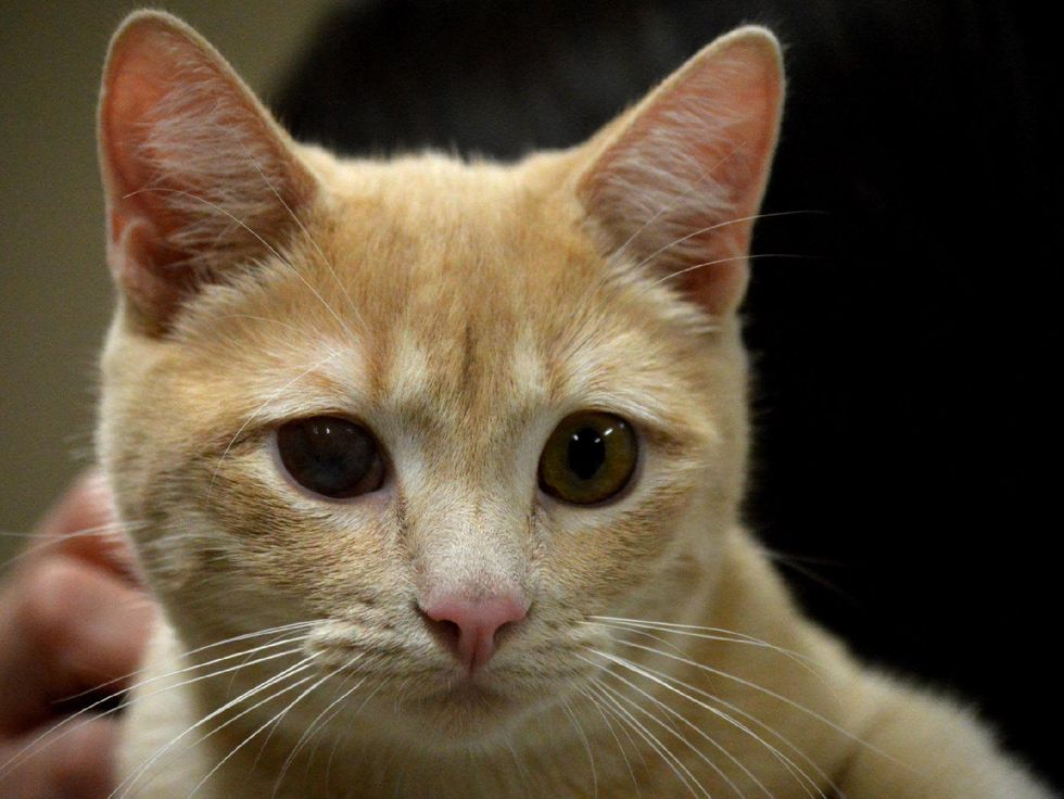 pet of the week from Austin Pets Alive! Van Halen cat
