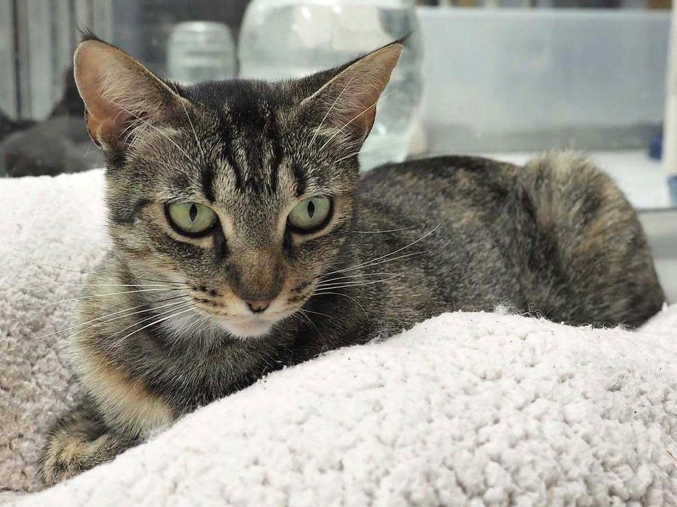 pet of the week Jingles the cat of APA! lying down