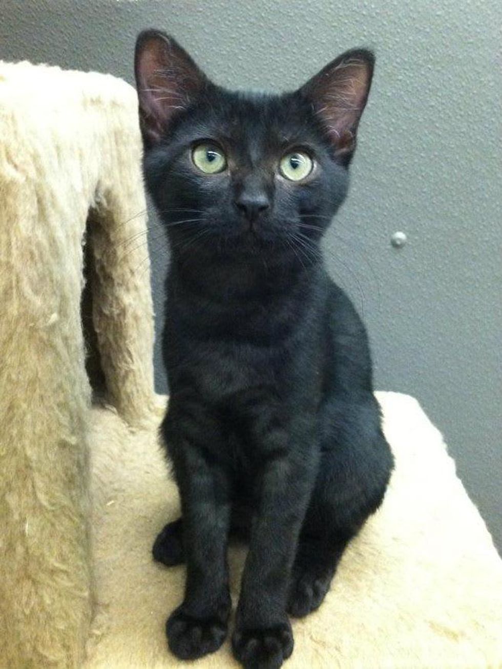 Pet of the week Valdez the cat from Austin Pets Alive