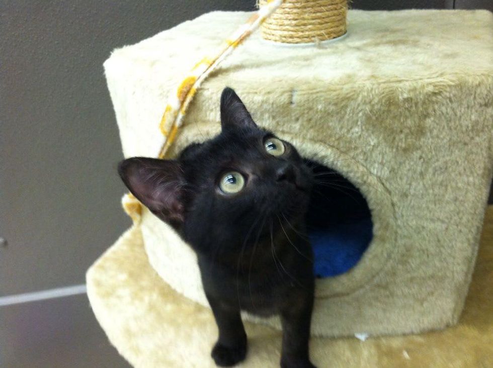 pet of the week Valdez the cat of Austin Pets Alive in a cat house