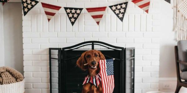 Austin Pets Alive! shares tips on keeping pets safe for the 4th of July - Vimarsana News