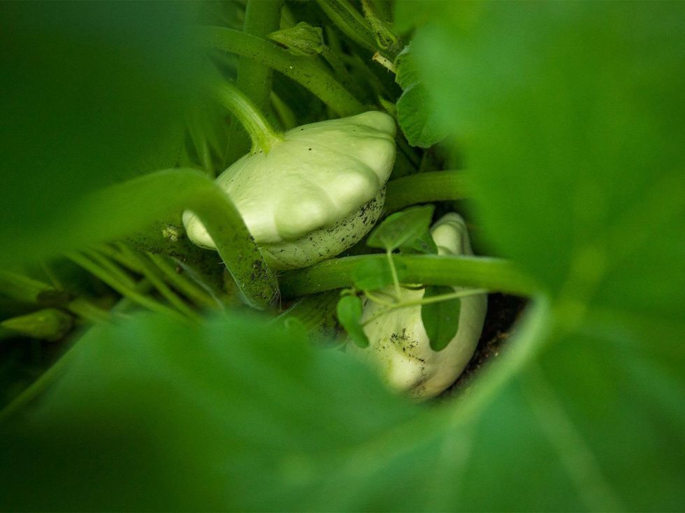 Photo f scallop squash growing on the vine