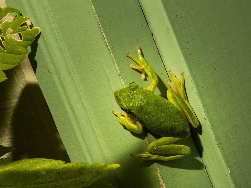 Photo of a tree frog
