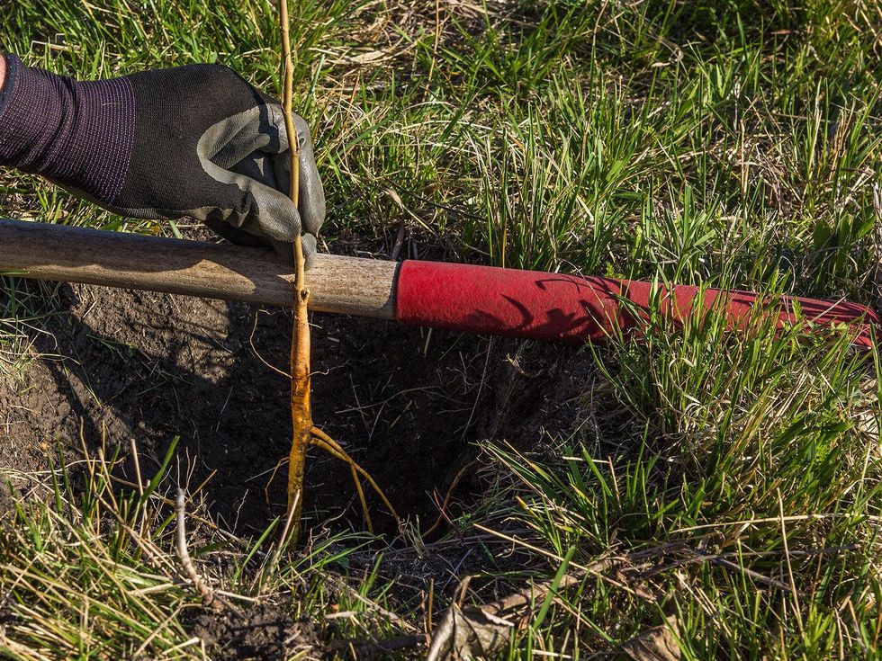 Photo of bare root tree being planted